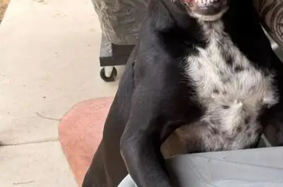 Lost male dog, Bass Street, 83, Wagga Wagga - black with white chest - photo