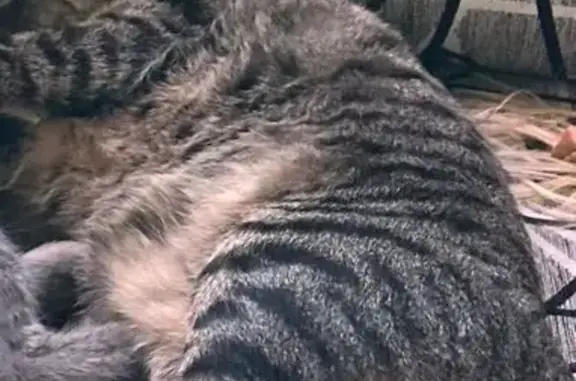 Gatos perdidos, Juarez, foto: Perdido gato masculino, La Gran Manzana, 2342, Juárez - café atigrado gordito