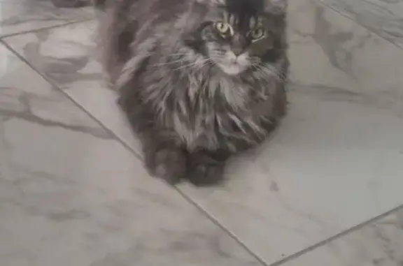 Chat perdu, La Seyne-sur-Mer, photo: Chat perdu, Chemin des Poivriers, La Seyne-sur-Mer - femelle, poils très longs