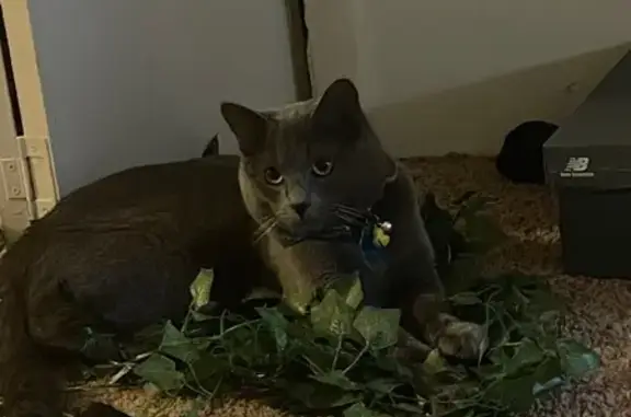Lost male cat, Laural Square, 109, Wilmerding - Russian Blue with raccoon tail - photo