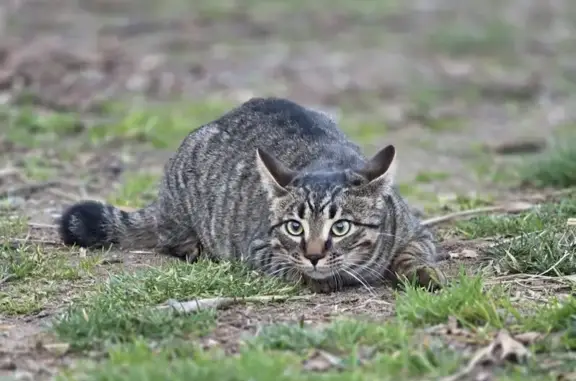 Chat perdu, Saint-Maximin-la-Sainte-Baume, photo: Perdu Chat homme, Route de Sorede, 87, Argelès-sur-Mer - queue cassée