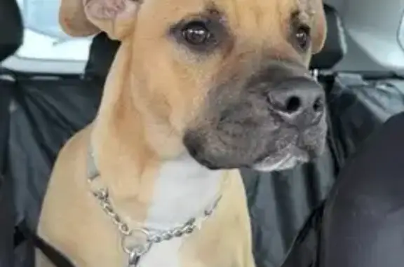 Lost pets Caulfield South, photo: Lost male dog, Hobsons Bay, Caulfield South - tan and white, chipped