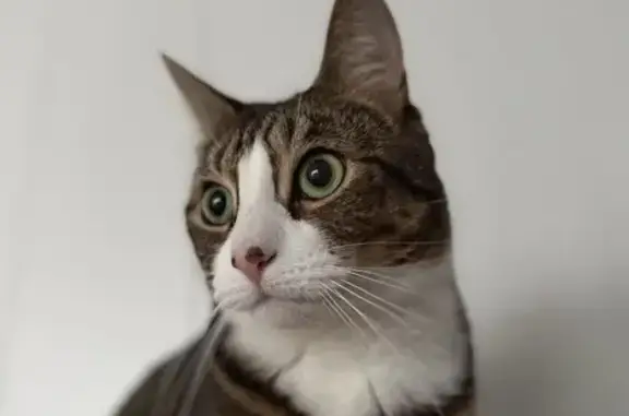 Perdido gato hembra, Calle Viento de Tramontana, 12, Tarifa - ojos verdes - photo