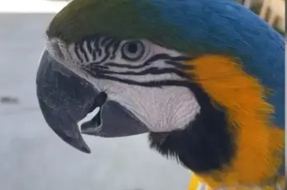 Lost female bird, Toohey Avenue, Sydney - missing toe, silver ring - photo