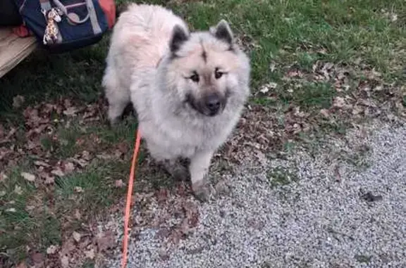 Chien perdu, La Planche Marie, Souleuvre en Bocage, Alençon - Eurasier de couleur sable - photo