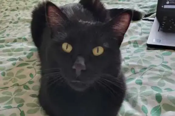 Perdu chat homme, Impasse de Bougainville, Évry-Courcouronnes - noir, yeux jaunes - photo