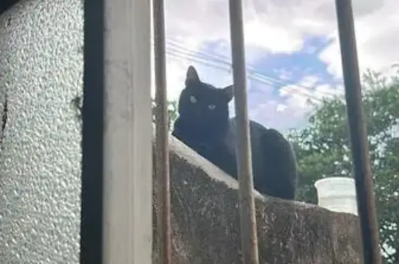 Gato encontrado Macho (brf0026...