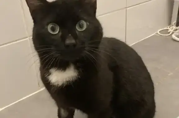 Chat trouvé Paris, photo: Trouvé chat homme, Montauban, Occitanie - jeune et sympa