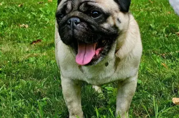 Animaux perdus Lyon, photo: Chien perdu, Bona, Bourgogne-Franche-Comté - sociable et joueur