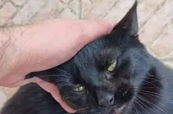 Animaux perdus Provins, photo: Chat perdu, Quai de la Voulzie, Provins - petite chatte de gouttière noire