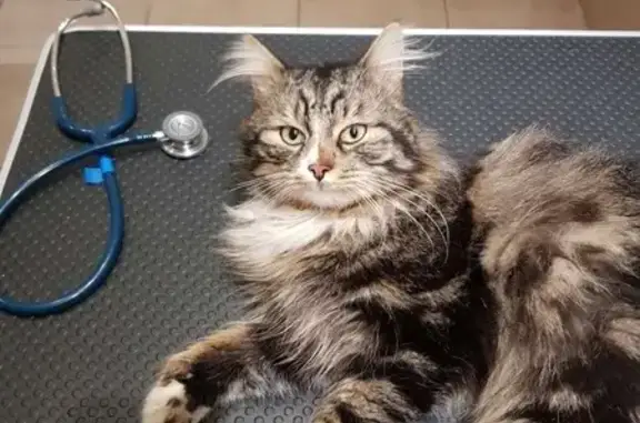 Perdu chat mâle, Leers, Lille - photo
