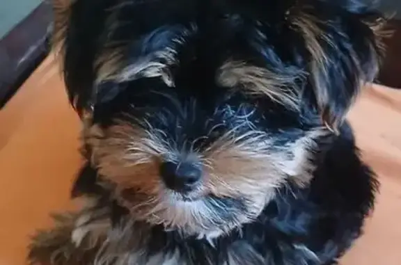 Зник собака, вулиця Геннадія Біліченка, 35, Щербані - йорк вибіг з квартири - photo