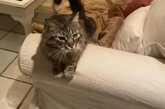 Animaux trouvés Bize-Minervois, photo: Trouvé Chat Femme, Bize-Minervois - tigre aux yeux verts