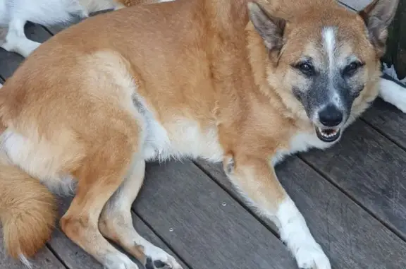 Lost male dog, Girraween Grove, 61, Oxford Park - photo