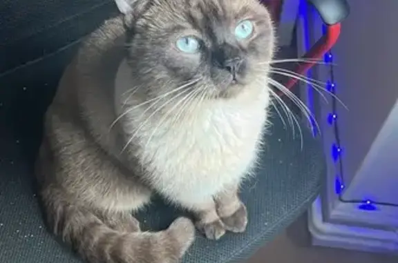 Chat perdu, Allee des Comtes, 8, Strasbourg - siamois aux yeux bleus - photo