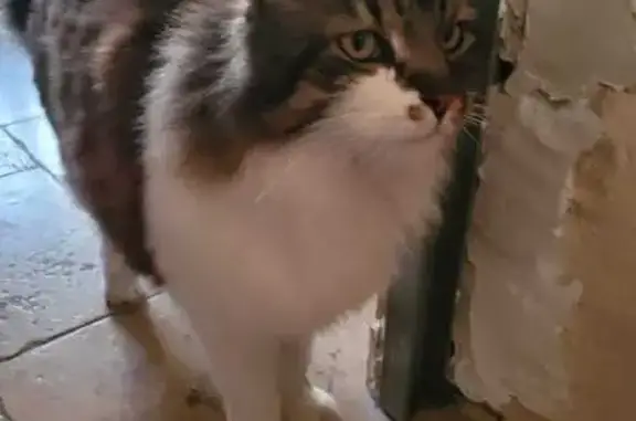 Animaux trouvés Le Thor, photo: Trouvé Chat homme tricolore, Route de Caumont, Carpiquet