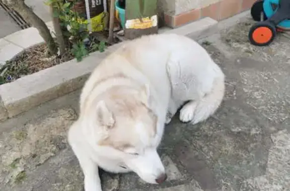 Chien perdu Valenton, photo : Chien perdu, Rue Pierre Semard, Valenton - Husky blanc aux yeux bleus