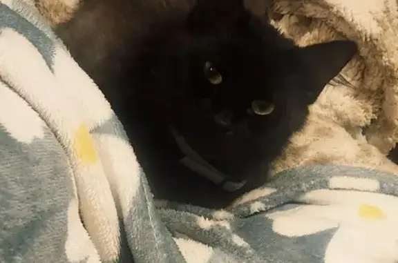 Animaux perdus Paris, photo: Chat perdu, Allée Vasco de Gama, Le Mans - poils noirs et courts, femelle