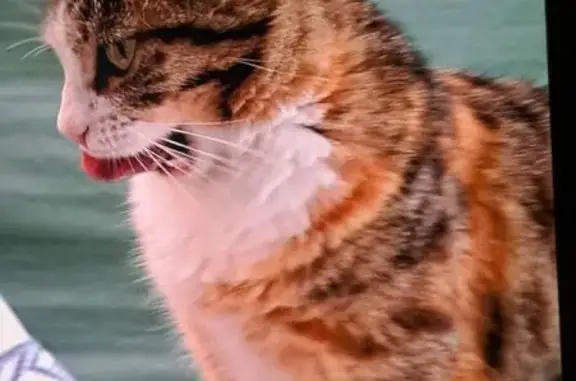 Perdu Chat femme, Rue de la Benne, Sennecey-le-Grand - chatte tigrée stérilisée - photo