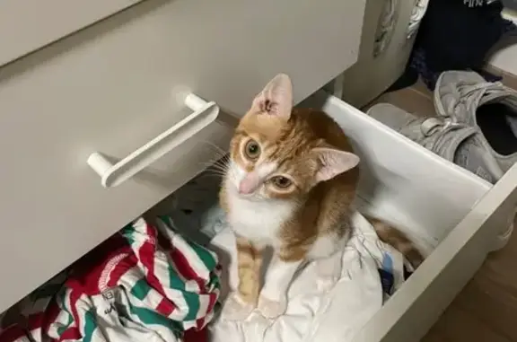 Perdido gato hembra, Gran Plaza, 14, Sevilla - pequeña y muy sociable - photo