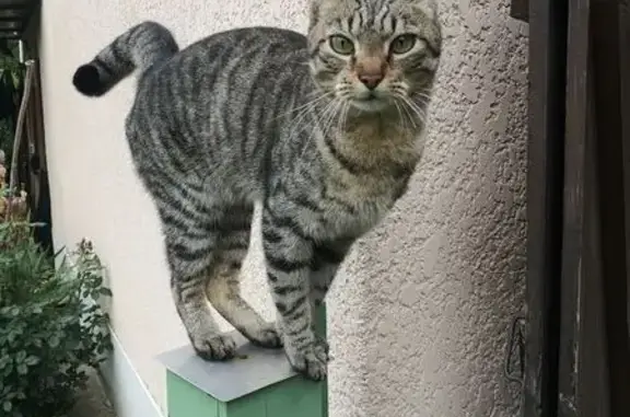 Animaux perdus Missillac, photo: Perdu Chat homme, Rue du Soleil Levant, Missillac - tigré, mince