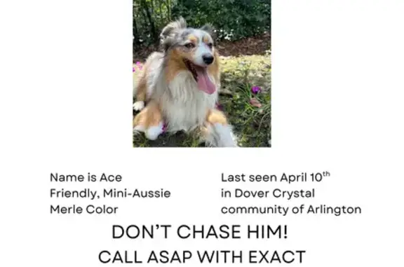 Lost male dog, 27th Road North, Arlington - mini-Australian Shepherd - photo