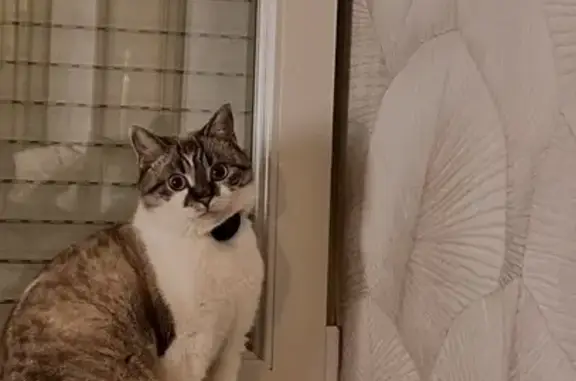 Animaux perdus Cuincy, photo: Perdu Chat, Rue Jean Jaurès, 334, Cuincy - femelle blanche avec taches