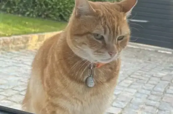 Animaux perdus Rantigny, photo: Chat perdu, Rue de Breuil le Vert, Rantigny - collier orange flashy