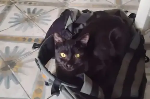 Animaux perdus Paris, photo: Chat perdu, Rue Paul Masson, Brest - chaton noir de 8-9 mois