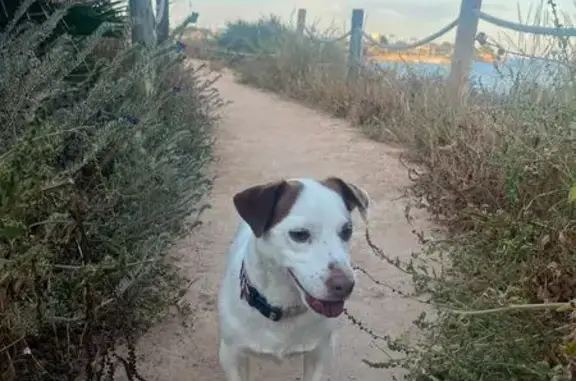 Perdido perro masculino, Diseminado Bacarot, 1, Alacant - photo