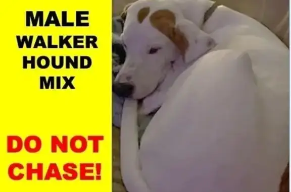 Lost male dog, Winding Hill Road, Norridgewock - friendly with white/liver spots - photo