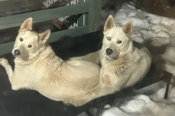 Lost female dog, Baden, Maryland - white shepherd mix - photo
