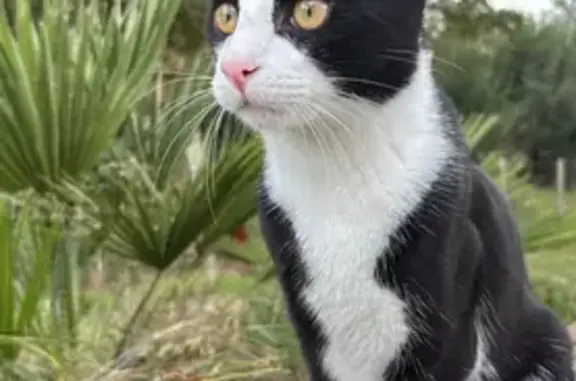 Perdu Chat homme, Au Moulin À Vent Ouest, 3, Bazas - noir et blanc, castré - photo