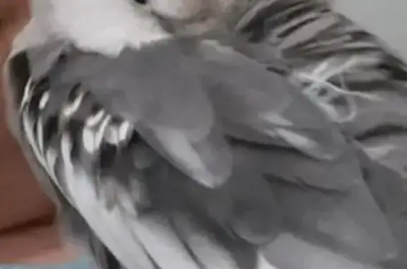 Lost pets Oakmont, photo: Lost bird, Oakmont, Pennsylvania - male white face cockatiel