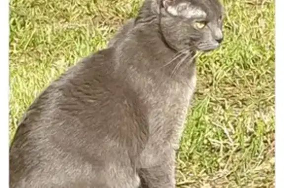 Animaux perdus Cozes, photo: Chat perdu, Rue du Stade, Cozes - gris, nommé Cendre