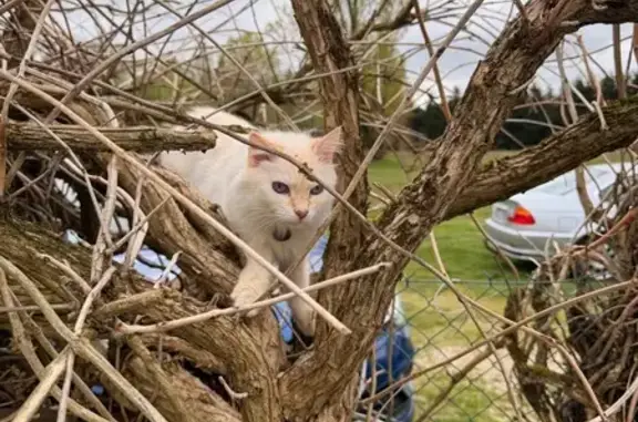Animaux perdus Paris, photo: Chat perdu, Villefranche-sur-Cher, Paris - yeux bleus
