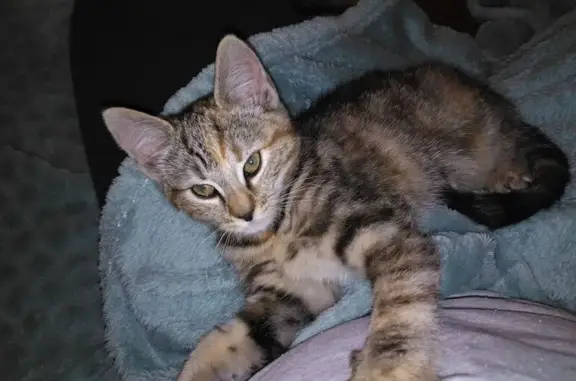 Animaux perdus Angoulins, photo: Chat perdu, Route de la Maladrerie, Angoulins - femelle tigrée sociable
