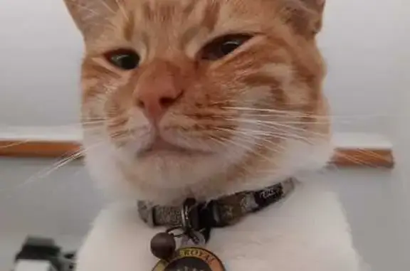 Lost female cat, De Mist Circle, Gqeberha - ginger and white stripes - photo