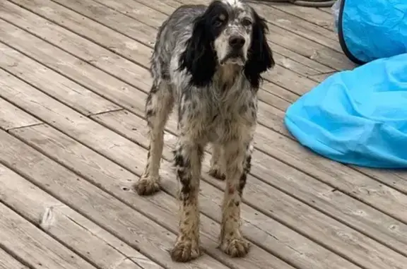 Animaux trouvés Chérac, photo: Trouvé Chien homme, Rochereau, 13, Louzac-Saint-André - bien entretenu