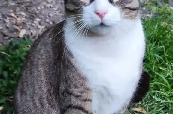Animaux perdus Cognac, photo: Chat perdu, Rue de l'Avenir, Cognac - femelle dodue et sociable