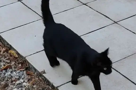 Chat perdu, Mazères, photo: Perdu chat femelle, Chaloupin, 292, Mazères - petite chatte noire