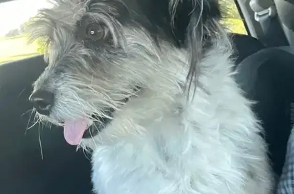 Lost female dog, Ramada Way, Green Bay - small terrier mix - photo