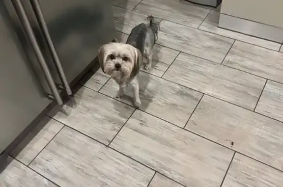 Lost female dog, Goodman Street, Benoni - friendly Yorkie - photo