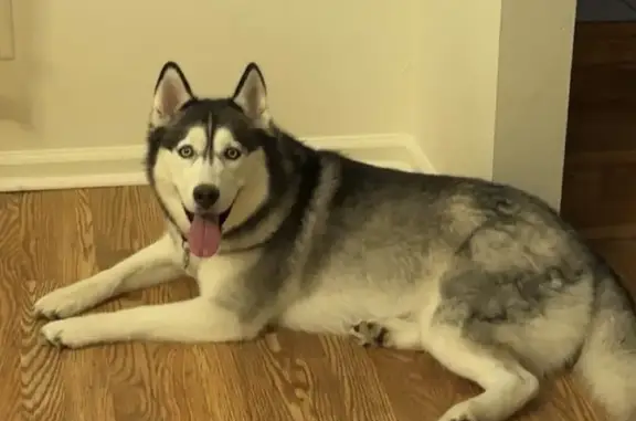 Lost female dog, Leah Lane, Hamilton - black and white husky - photo