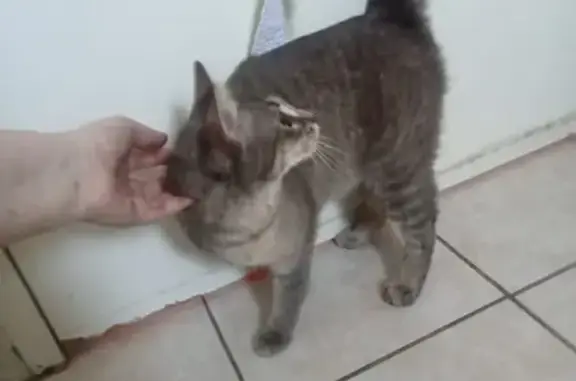 Animaux trouvés Nantes, photo: Trouvé chat gris tigré, Rue du Mail, Angers