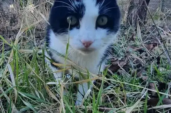 Animaux perdus Anzin, photo: Perdu chat homme, Square de la République, Anzin - européen noir et blanc