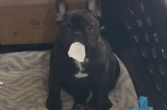 Lost female dog, Fords Corner Road, New Castle - black brindle with white markings - photo