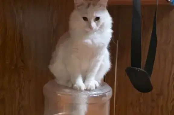 Lost female cat, Mountain Ash Court, Pevely - all white with gray on forehead - photo