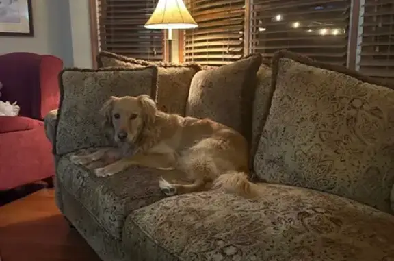 Lost female dog, Gastorf Pointe Court, Ballwin - Golden Retriever with black spots - photo