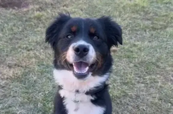 Lost male dog, Montage Boulevard, Mustang - black, white, and brown - photo